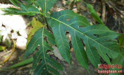 Cây Sa kê có tác dụng điều trị viêm gan.