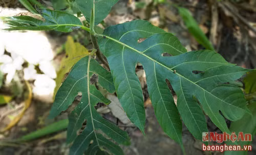 Cây Sa kê có tác dụng điều trị viêm gan.