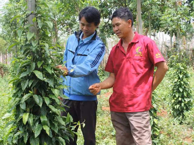 Gia Lai xuat hien giong tieu... la