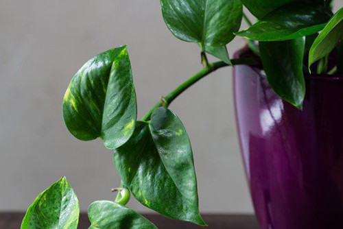 Hoàng Tâm Điệp gây hại cho sức khỏe trẻ Hoàng Tâm Điệp là loại cây cảnh nổi tiếng với những phiến lá dày và sum suê rất đẹp mắt nên thường được chọn làm cây cảnh trong nhà. Đồng thời, loài cây này còn có tác dụng thanh lọc khí giúp không gian trong nhà tươi sạch hơn. Tuy nhiên, chúng thực sự không thích hợp để trồng trong nhà bởi loài cây này có khả năng gây bỏng miệng, kích ứng da, sưng môi, lưỡi, họng và có thể gây nôn mửa hoặc tiêu chảy cho trẻ nhỏ nếu tiếp xúc với số lượng lớn. Còn đối với động vật (mèo và chó), Hoàng Tâm Điệp có khả năng gây bỏng miệng, khó thở, đau bụng và có thể dẫn đến tử vong.