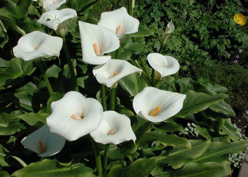 Hoa loa kèn Arum/ Ý lan Tên khoa học là Zantedeschia aethiopica. Lá và củ cây đều có chất độc đường ruột Calcium oxalate. Khi ăn phải loại thực vật này có thể bị ói mửa, bỏng rát bề mặt niêm mạc.