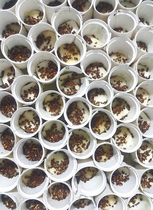 Cách trồng rau muống bằng hạt thu hoạch trong 18 ngày Bước 1: Ngâm hạt rau muống trong nước theo tỷ lệ một sôi - một lạnh, để từ 22h tới sáng. Bước 2: Chuẩn bị rọ nhựa trồng cây và mút xốp. Rọ nhựa có bán tại nhiều cửa hàng cung cấp phụ kiện trồng rau sạch. Ngoài ra, người trồng có thể tự cắt mút xốp theo tỷ lệ 4x4x4cm. Sau đó, bạn làm ướt mút và vắt nhẹ cho ráo bớt nước rồi nhét mút vào rọ, đặt rọ vào khay. Ngày 1: Bạn rải đều hạt rau muống lên mút xốp và đậy kín trong khoảng 3 ngày, hằng ngày, bạn cần phun sương ẩm cho hạt. Ngày 2: Hạt nảy mầm dài.