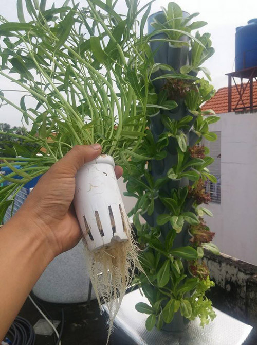 Sau 18 ngày, rau muống của anh Sơn đã có thể thu hoạch được. Công nghệ khí canh không sử dụng đất nên môi trường có độ sạch cao, sản phẩm thu được tuyệt đối an toàn cho sức khỏe.