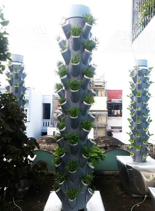 Ngày 6: Hầu hết các cây đều ra 2-4 lá, thân dài hơn. Ngày 7: Tiếp tục đặt cây ở chỗ có nắng và cung cấp độ ẩm 2 lần/ngày.