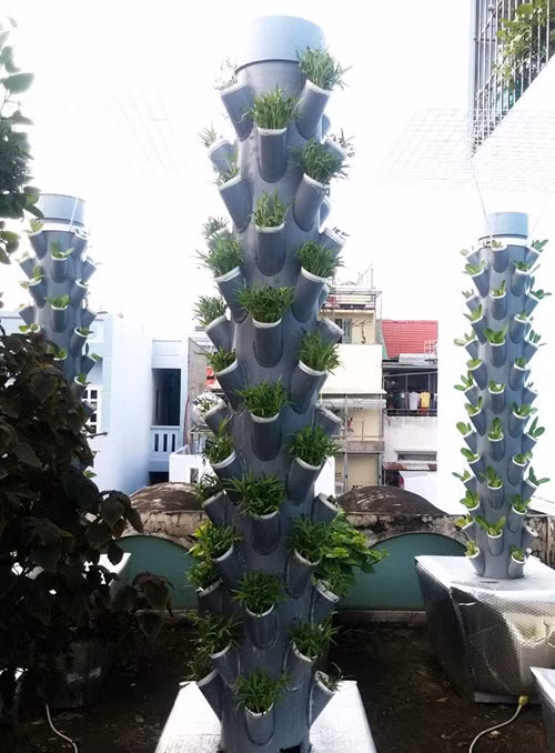 Ngày 6: Hầu hết các cây đều ra 2-4 lá, thân dài hơn. Ngày 7: Tiếp tục đặt cây ở chỗ có nắng và cung cấp độ ẩm 2 lần/ngày.