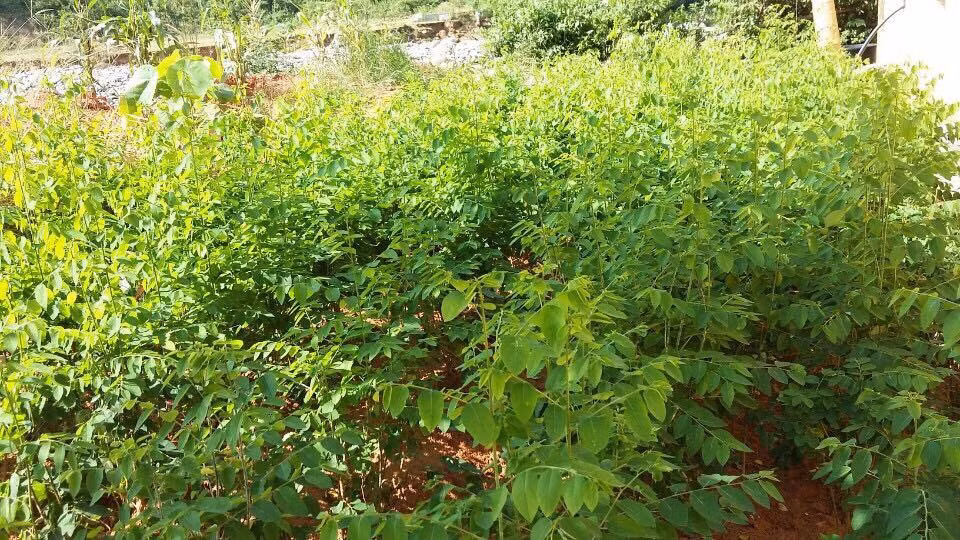 Có ai nghĩ rằng vườn rau xanh mơn mởn này lại do chính tay những cô cậu học trò tiểu học chăm sóc, tưới tiêu.