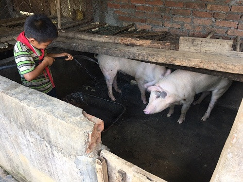 Những chú lợn thích thú dưới bàn tay chăm sóc của các bạn nhỏ.