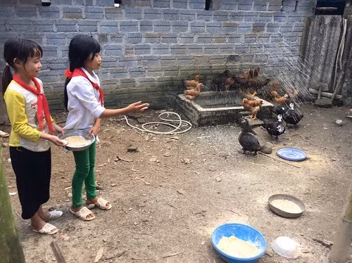 Thầy Phạm Mạnh Hà - Phó Hiệu trưởng trường TH Trịnh Tường 2 cho biết: Đàn gà và lợn nhà trường đang nuôi phát triển rất tốt. Ba chú lợn do Báo NTNN tặng thì 2 con có cân nặng khoảng hơn 90kg, con còn lại nặng khoảng hơn 80kg. Đàn gà đến nay nặng khoảng 40-50kg.