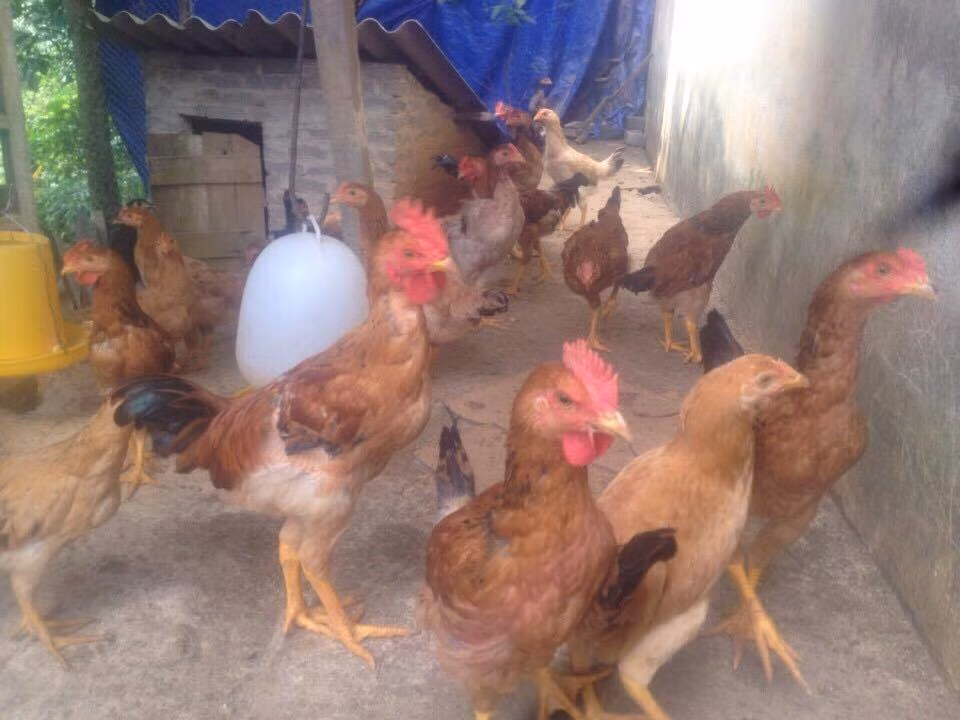 Đàn gà của trường TH Phìn Ngan cũng phát triển không kém.