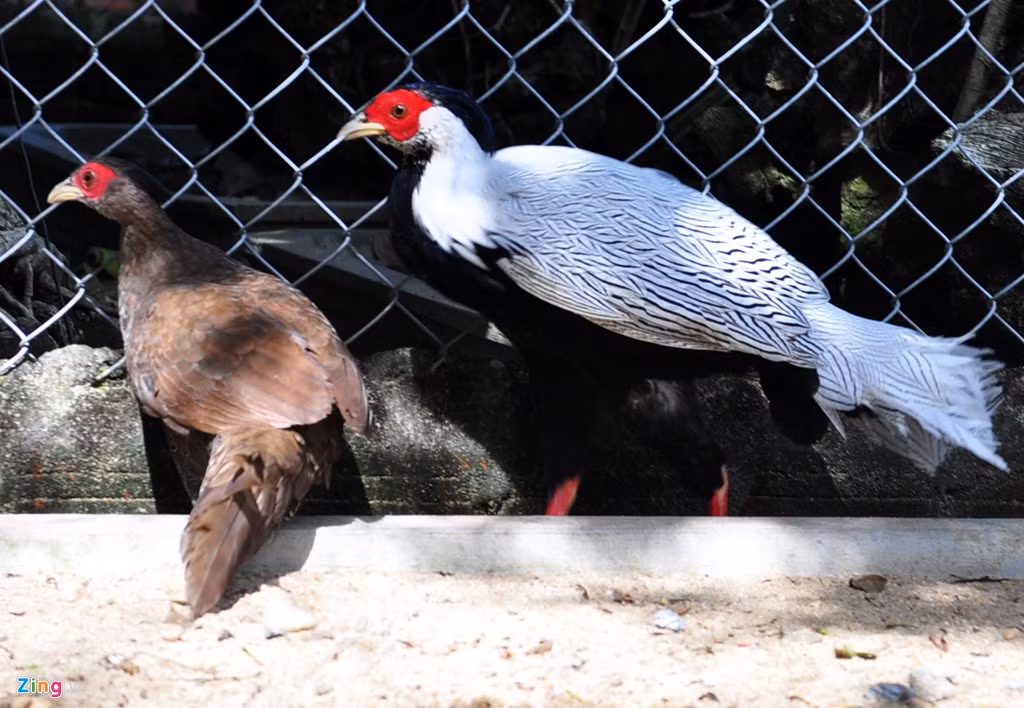 Trang trại chăn nuôi luôn duy trì hơn 1.000 con gà Đông Tảo, chim công, trĩ, gà lôi và vịt trời. Thời gian tới, gia đình anh tập trung mở rộng chăn nuôi chim công và trĩ phục vụ nhu cầu chơi kiểng của người dân. Anh chia sẻ là mô hình chăn nuôi tổng hợp nên hàng ngày phải vệ sinh chuồng trại sạch sẽ và tiêm phòng định kỳ phòng ngừa bệnh, thức ăn chủ yếu là rau xanh, lúa ủ mầm, trái cây, bột ngũ cốc... cho chim và gia cầm.