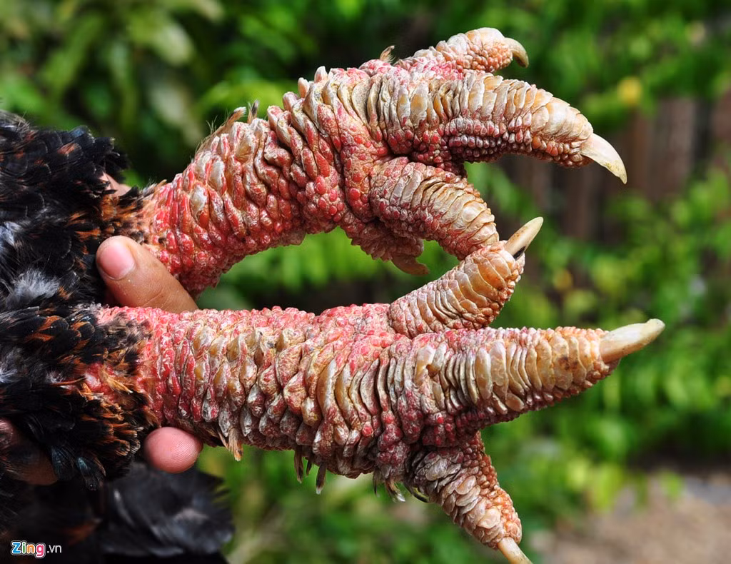 "Thời gian đầu do chưa thích nghi thời tiết, một số con lăn ra chết khiến vợ chồng tôi mất ăn mất ngủ. Không chịu bỏ cuộc, tôi tiếp tục tìm tòi, học hỏi kỹ thuật đầu tư thêm 100 triệu đồng xây dựng chuồng trại, làm nhà lưới tạo bóng mát cho đàn gà; đồng thời mua máy về thử nghiệm ấp trứng, nhân giống gà quý này", chàng kỹ sư trẻ thổ lộ.