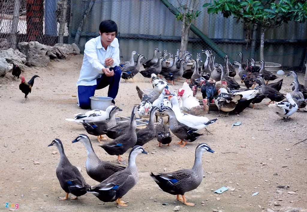 Nhờ ấp nở gà Đông Tảo thành công, chàng trai 8X có thu nhập cao từ bán gà thương phẩm và gà giống. Tích góp vốn, anh tiếp tục mở rộng quy mô chuồng nuôi chim trĩ, công và vịt trời, phát triển thành trang trại chăn nuôi tổng hợp.