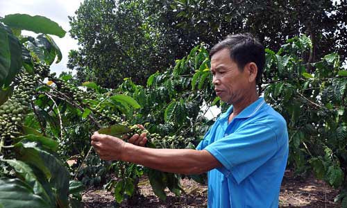 Lam giau tren mien bien gioi nho ca phe va... vit