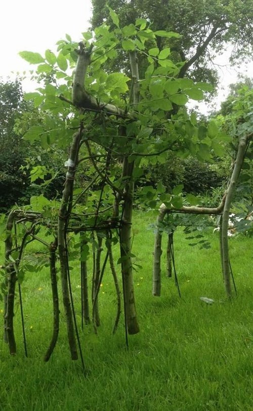 Cận cảnh tạo hình cây thành ghế. (Ảnh: Full Grown).