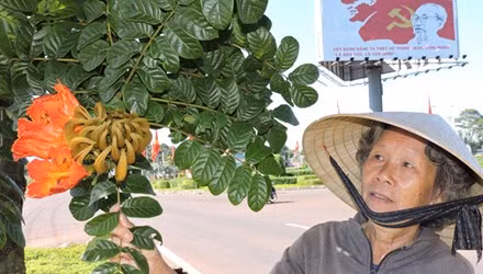 Nhiều người dân chưa biết sò đo cam là cây độc hại.