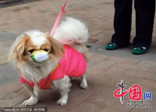 "Bao giờ cho hết ô nhiễm đây?"