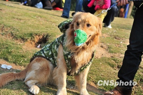 Những phụ kiện làm chú chó này thật nổi bật.