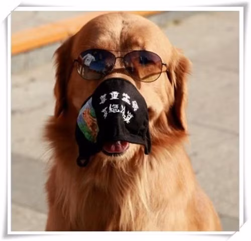 Diện khẩu trang đôi cùng thú cưng hiện đang là xu hướng mới nhất tại Trung Quốc.