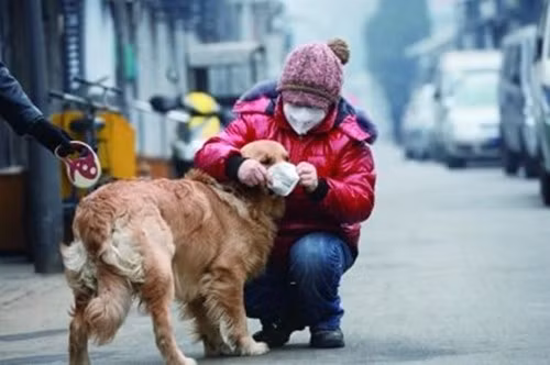 Những người yêu động vật tại Trung Quốc luôn trang bị đầy đủ khẩu trang cho thú cưng trước khi ra đường.