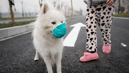 Mới đây, tại Trung Quốc, thành phố cảng Thiên Tân cùng 12 thành phố lớn khác thuộc Hà Bắc, Sơn Đông, Hồ Bắc đã nâng mức báo động về ô nhiễm môi trường lên màu da cam, mức nguy hiểm cao. Ngoài ra, 17 thành phố lớn khác tại đây hiện cũng đang ở mức báo động màu vàng. Người dân tại "nhà máy lớn nhất thế giới" rất lo ngại về sự ảnh hưởng của ô nhiễm môi trường lên sức khoẻ của bản thân cũng như của vật nuôi yêu quý.