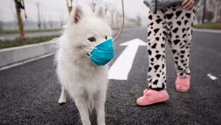 Mới đây, tại Trung Quốc, thành phố cảng Thiên Tân cùng 12 thành phố lớn khác thuộc Hà Bắc, Sơn Đông, Hồ Bắc đã nâng mức báo động về ô nhiễm môi trường lên màu da cam, mức nguy hiểm cao. Ngoài ra, 17 thành phố lớn khác tại đây hiện cũng đang ở mức báo động màu vàng. Người dân tại "nhà máy lớn nhất thế giới" rất lo ngại về sự ảnh hưởng của ô nhiễm môi trường lên sức khoẻ của bản thân cũng như của vật nuôi yêu quý.