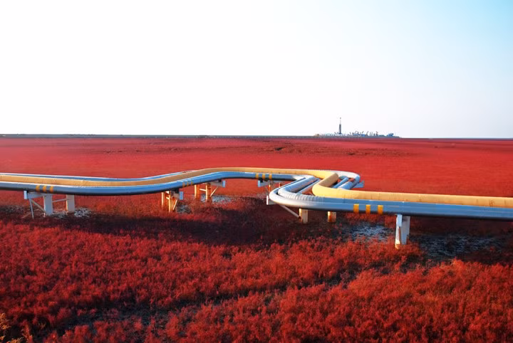 Vùng “Biển Đỏ” ở Trung Quốc này thực ra là một khu vực đầm lầy có một loài tảo đặc biệt sinh sống nên cứ mỗi khi vào mùa thu, vùng đất này lại biển thành một tấm thảm màu đỏ rực rỡ tuyệt đẹp.