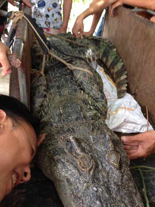 Một số người còn chụp ảnh cùng cá sấu.