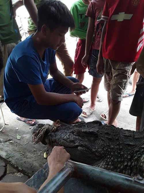 Nhiều người dân hiếu kỳ đến xem cá sấu.