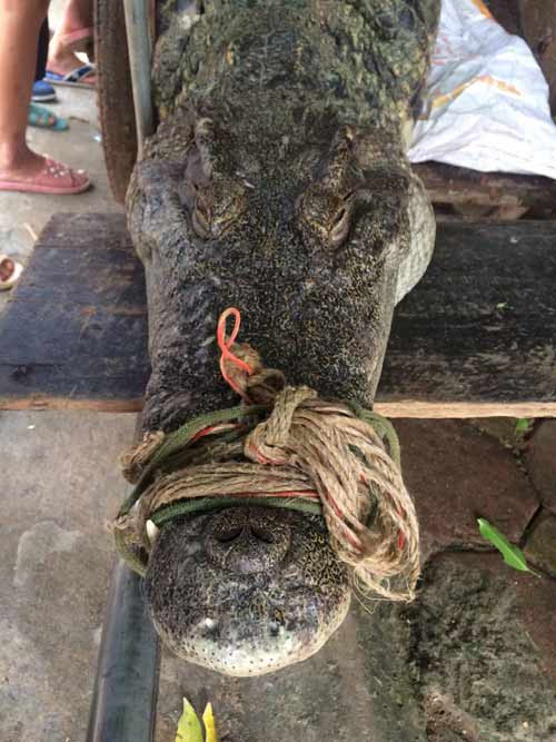 Phần đầu của cá sấu.