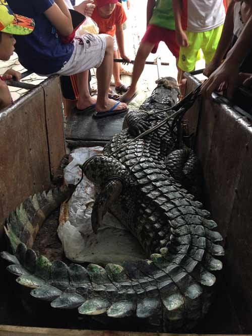 Cá sấu có chiều dài gần 3 m.