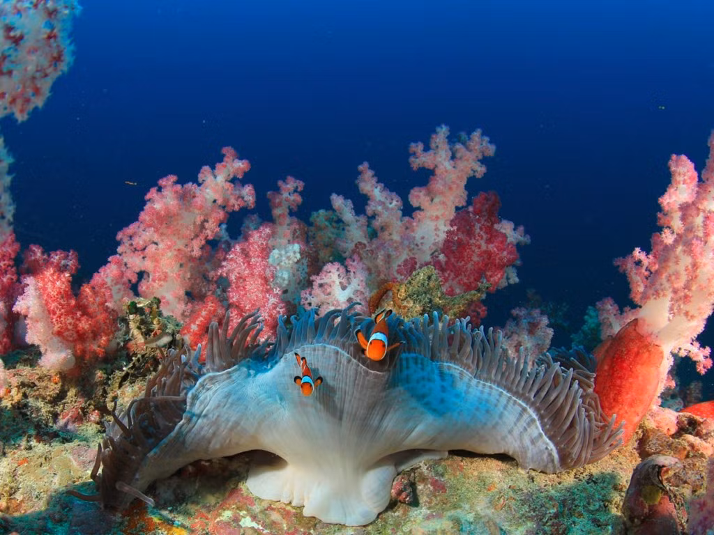 Great Barrier sẽ làm hài lòng bất cứ ai, dù là một gia đình nhiều thế hệ, một cá nhân đam mê phiêu lưu, hay một nhóm bạn muốn thư giãn ở thiên đường nhiệt đới.