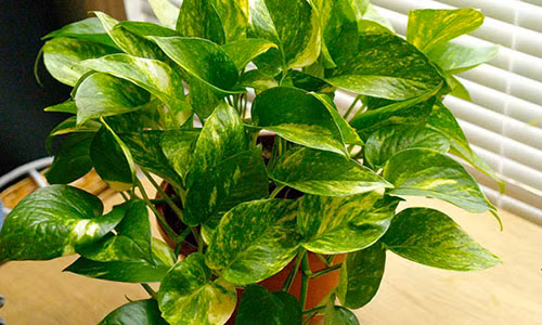 Nam 2017 Dinh Dau hay trong ngay cay nay de ruoc tai don loc