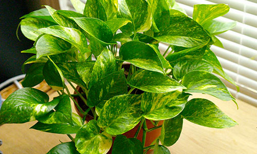 Nam 2017 Dinh Dau hay trong ngay cay nay de ruoc tai don loc