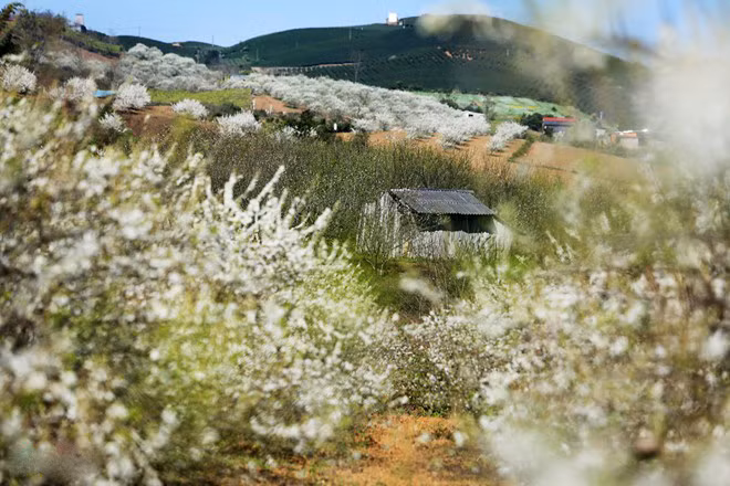 Sự hấp dẫn của mùa đông Mộc Châu được tạo nên từ những mùa hoa tuyệt đẹp: hoa cải, hoa đào, hoa mận, hoa dã quỳ, hoa trạng nguyên. Mùa nào Mộc Châu cũng đẹp, cũng say đắm lòng người đến mức đi hoài, đi mãi cũng không biết chán.