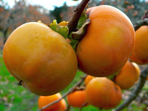 Ngoài hoa cải, hoa mơ trắng tinh, du khách đến Mộc Châu dịp cuối năm còn có cơ hội được thưởng thức một loại đặc sản của riêng Mộc Châu- lê cây hồng đỏ rực, sai trĩu quả. Những vườn hồng “ngon mắt” không chỉ bởi màu đỏ tươi như những mặt trời tí hon treo trên cành, mà còn bởi vẻ căng mọng, bóng bẩy chỉ nhìn thôi cũng đã ứa nước miếng. Hồng chín cây không chỉ đẹp mà còn ngon tuyệt, bẻ quả hồng, khi ăn sẽ cảm nhận được vị ngọt lịm, mềm mại của quả chín cây. Những cậu bé H’mông rất thích bẻ từng chùm quả chín để nhấm nháp.