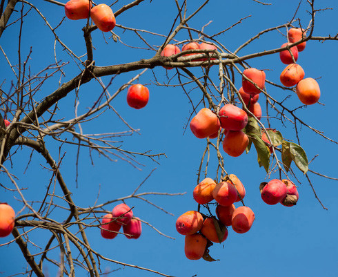  Mộc Châu cuối đông đẹp đến nao lòng, hãy tự dành cho mình những phút giây tuyệt vời đắm chìm trong hơi sương mờ ảo miền sơn cước, ngắm hoa đào, hoa mận nở sớm và tham gia vào những lễ hội đầu năm mới vô cùng náo nhiệt.