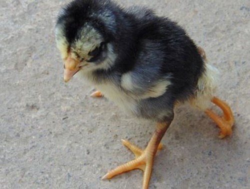 Ky la ga con 4 chan gay xon xao Nghe An-Hinh-2