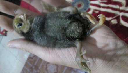 Ky la ga con 4 chan gay xon xao Nghe An