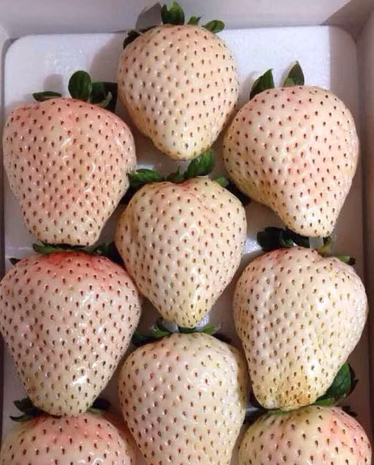 Nha giau Viet phat cuong voi dau tay ngon nhat the gioi-Hinh-2