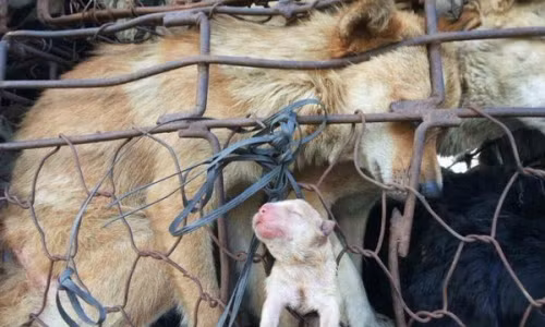 Bị nhốt trong khi chờ đưa đến lò mổ, chó mẹ đã cố đẩy con của mình ra ngoài, hình ảnh chú chó nhỏ tí khiến người xem thắt lòng.