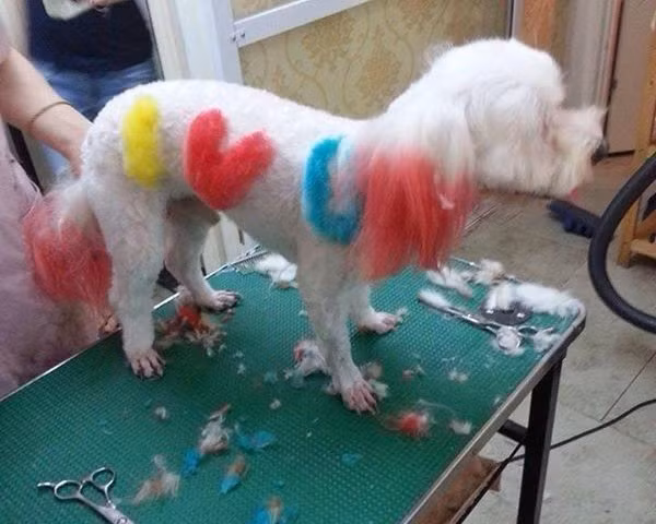 Những trung tâm làm đẹp cho thú cưng mở ra ngày một nhiều và có cơ hội hốt bạc.