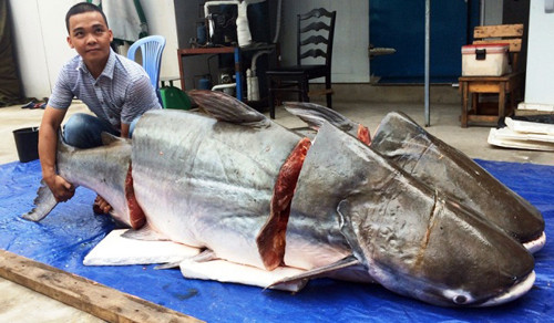 Hai con cá tra có trọng lượng lần lượt là 200kg và 160kg. Con cá tra lớn có chiều dài 2,3m con cá tra nhỏ có chiều dài khoảng 1,9m.