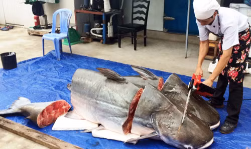 Theo một số nhà hàng, đây là loài cá tra dầu có trọng lượng lớn thứ nhì được ghi nhận tại TP HCM đến thời điểm này. Con cá được một ngư dân Lào dùng lưới bắt ở điểm giao nhau của hai con sông Xê Kông và Xê Đôm.