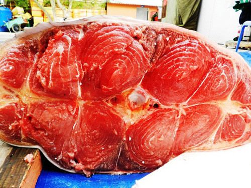 Thịt của loài cá này nhiều dinh dưỡng nên được nhiều người quan tâm.