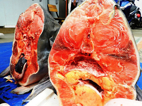 Cá được xẻ thịt ngay khi về tới TP.HCM để phục vụ thực khách.