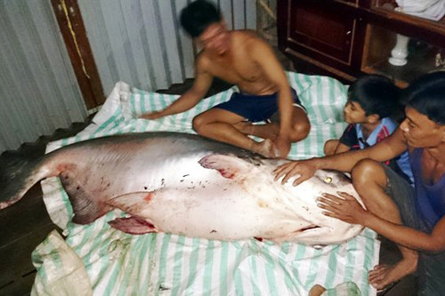 Loài cá khổng lồ này từng được các ngư dân các tỉnh An Giang, Đồng Tháp câu, dùng lưới bắt được nhưng trọng lượng phổ biến trên dưới 100kg. Theo các ngư dân, việc đánh bắt loài cá này khá chật vật nên hầu hết con cá bị tổn thương nặng, bị chết khi được đưa lên bờ.