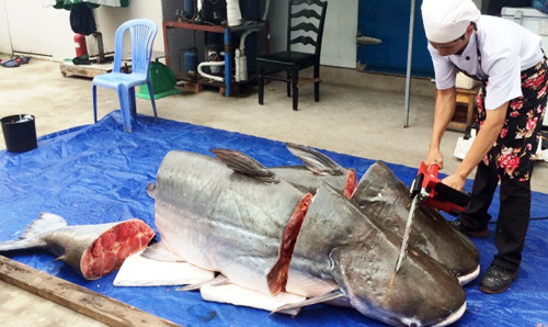 Theo một số nhà hàng, đây là loài cá tra dầu có trọng lượng lớn thứ nhì được ghi nhận tại TP HCM đến thời điểm này. Con cá được một ngư dân Lào dùng lưới bắt ở điểm giao nhau của hai con sông Xê Kông và Xê Đôm.