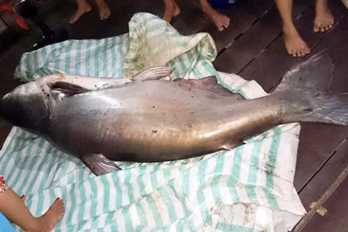 Cá tra dầu là loài cá đặc trưng sống ở vùng hạ lưu sông Mê Kông, sinh trưởng nhờ ăn thực vật, thủy sinh, được biết đến là loài cá nước ngọt lớn nhất thế giới. Khi trưởng thành, loại cá này có thể đạt chiều dài 3 m và nặng trên 300 kg.