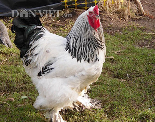Anh Phước cho biết thêm, giống gà khủng này có trọng lượng cân nặng siêu khủng, ví như gà trống có thể nặng tới trên dưới 10kg/con, gà mái trên dưới 7kg/con. Đáng nói, giá gà cũng khá đa dạng từ vài triệu đồng/con gà giống 1-3 tháng tuổi đến hàng chục triệu đồng/con gà trưởng thành, tùy loại màu sắc.