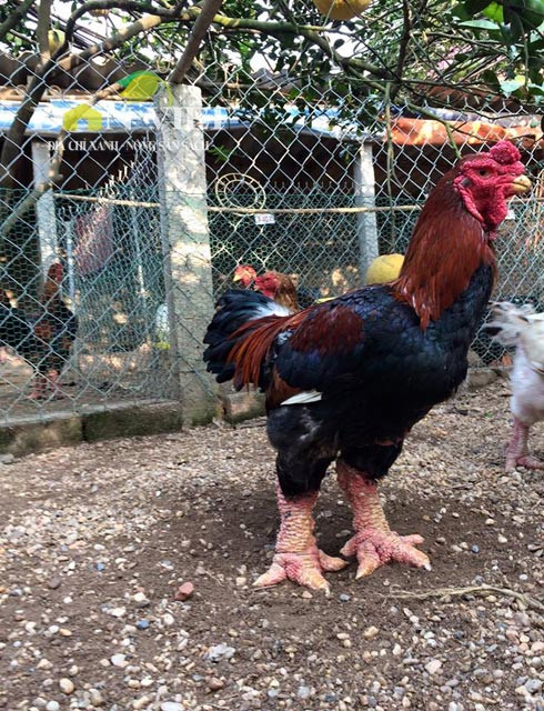 Năm nay còn là năm con gà nên người ta cũng chuộng săn gà Đông Tảo để làm quà tặng. Hiện tại xã Đông Tảo, có khoảng vài nghìn hộ nuôi lẻ tẻ giống gà này, tuy nhiên số hộ nuôi lớn, có thể đứng tên trên thị trường khoảng hơn 100 hộ. Thông thường, gà Đông Tảo nuôi 1 năm có thể xuất bán và đây cũng là loại được khách hàng lựa chọn nhiều nhất để mua làm quà biếu Tết.